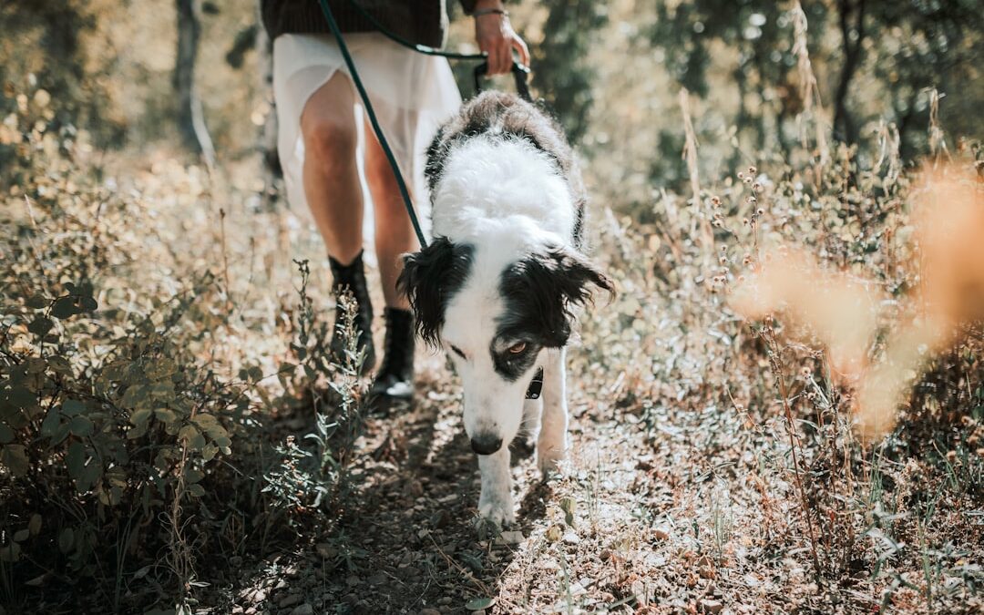 Natural Flea Repellents for Seniors: Safe Alternatives to Harsh Chemicals