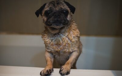 Puppy’s First Flea Bath: Step-by-Step Safety and Product Guide