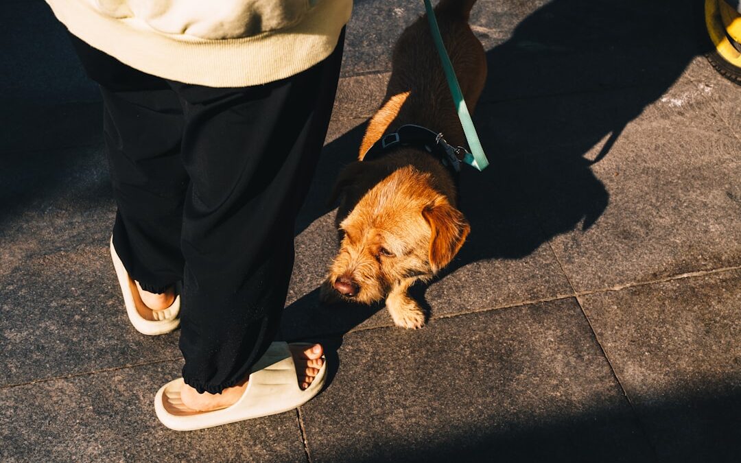 Oral vs. Topical: Which is Easier on a Senior Dog’s Digestive System?