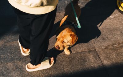 Oral vs. Topical: Which is Easier on a Senior Dog’s Digestive System?